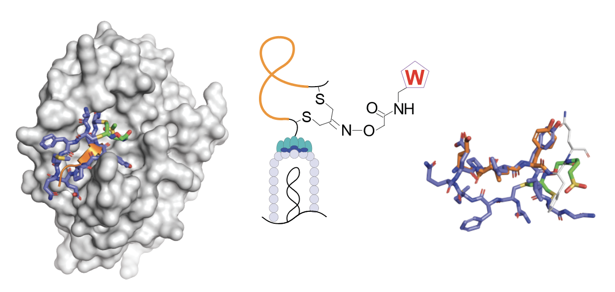 Putting phage to work for covalent inhibitor design