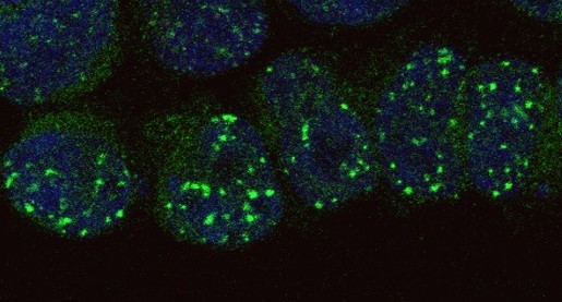 Improving precision gene repair with CRISPR-Cas9