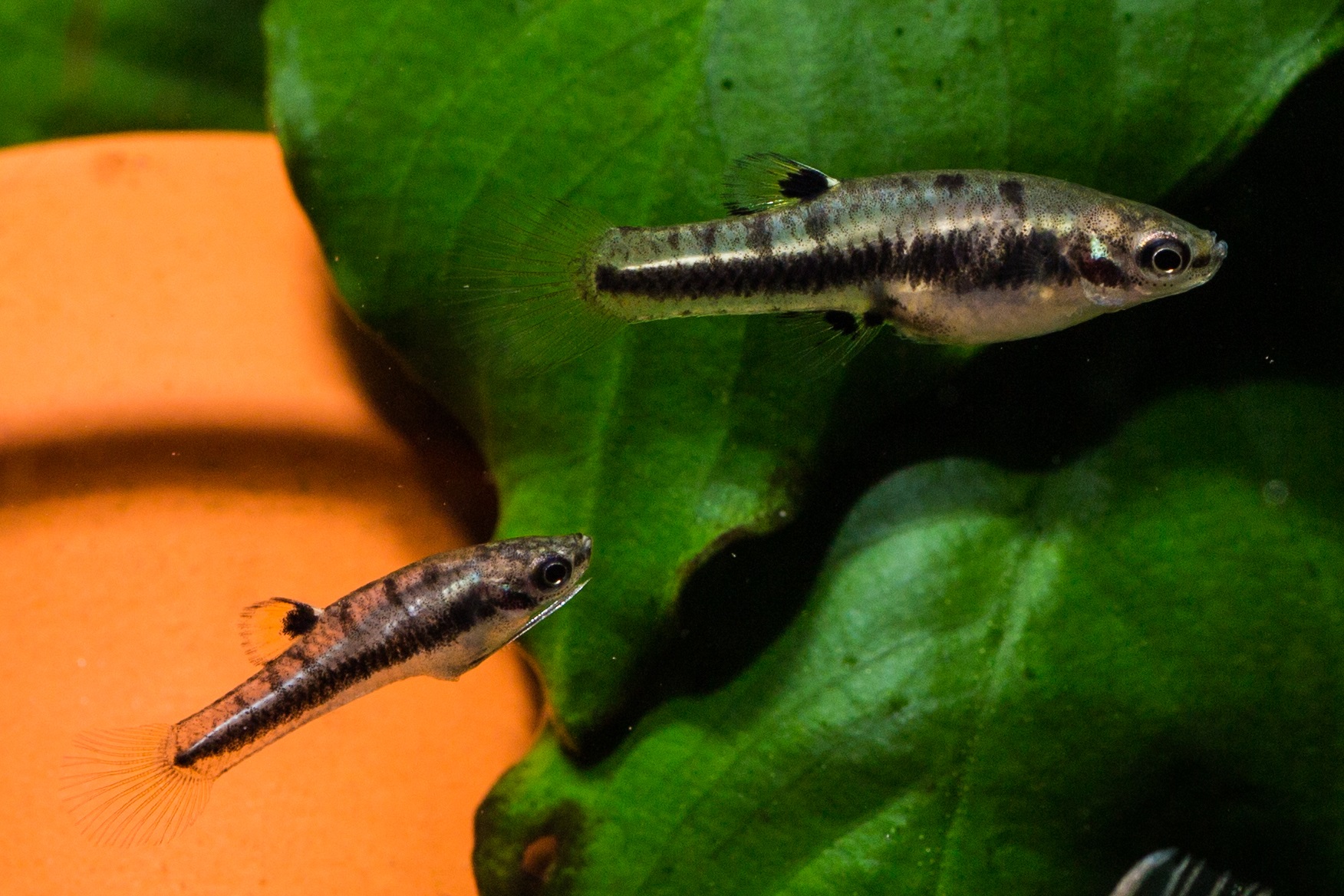How conflict shapes evolution in poeciliid fishes