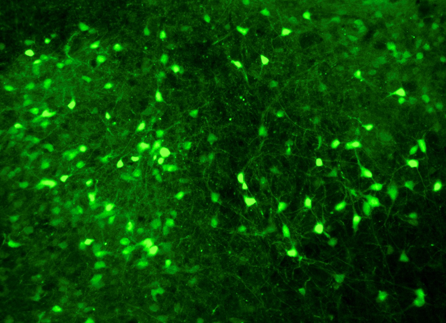 FEBS Excellence Awardee spotlight: Carina Soares-Cunha