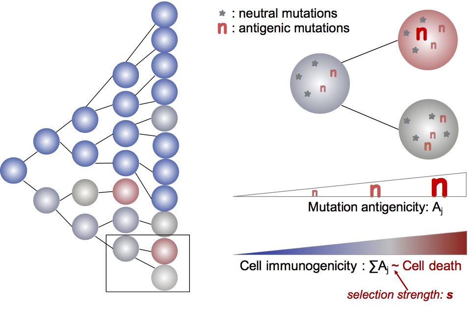 Immune selection and the cancer genome
