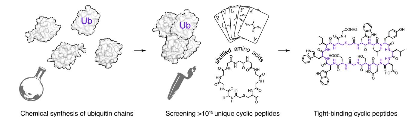 Targeting Ubiquitin Chains with Cyclic Peptides 