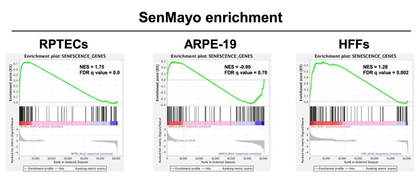 Human cytomegalovirus infection triggers a paracrine senescence loop in renal epithelial cells