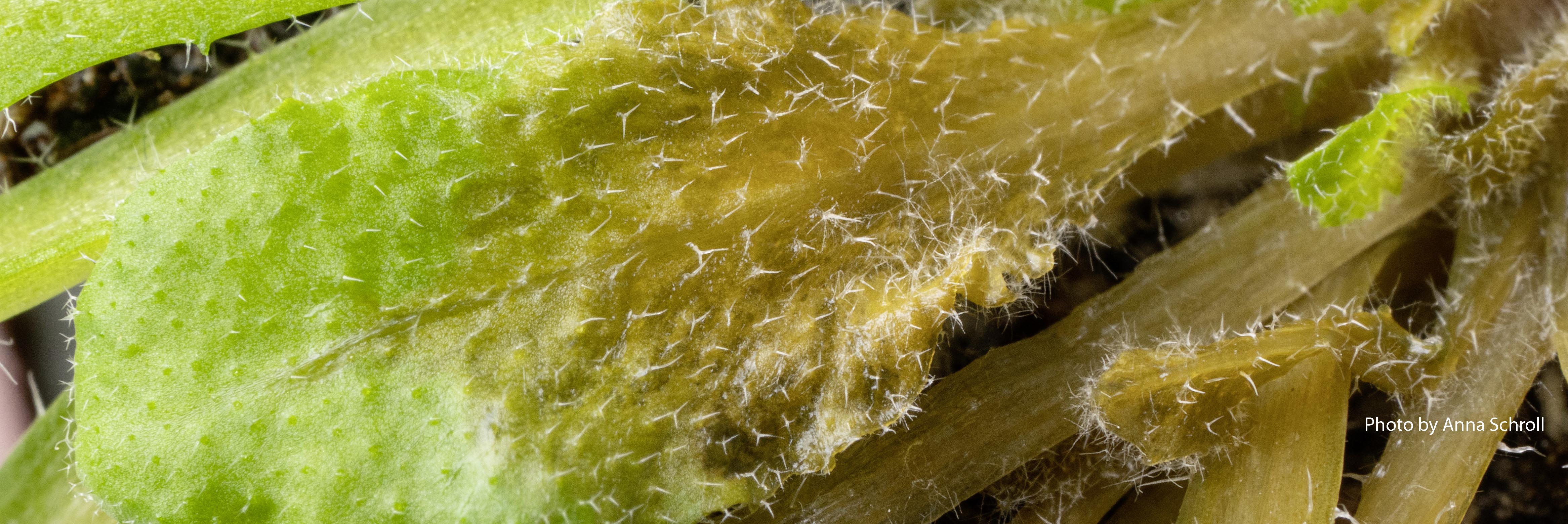 Fungal Sax – Breaking down the spice