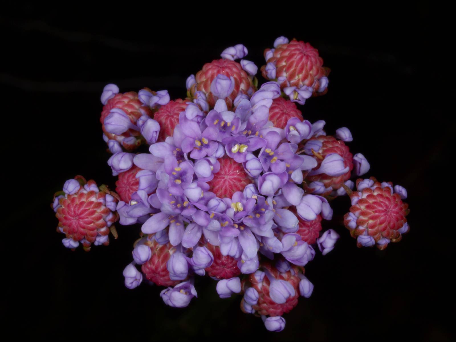 The world’s largest inventory of known (and accepted) plant species (names)