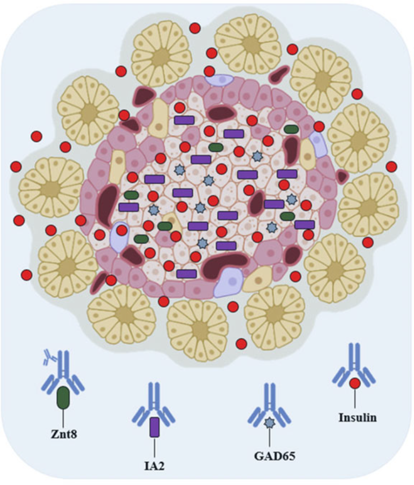 Therapeutic Protein Against Autoimmune Disorders: Intracellular and Extracellular Properties