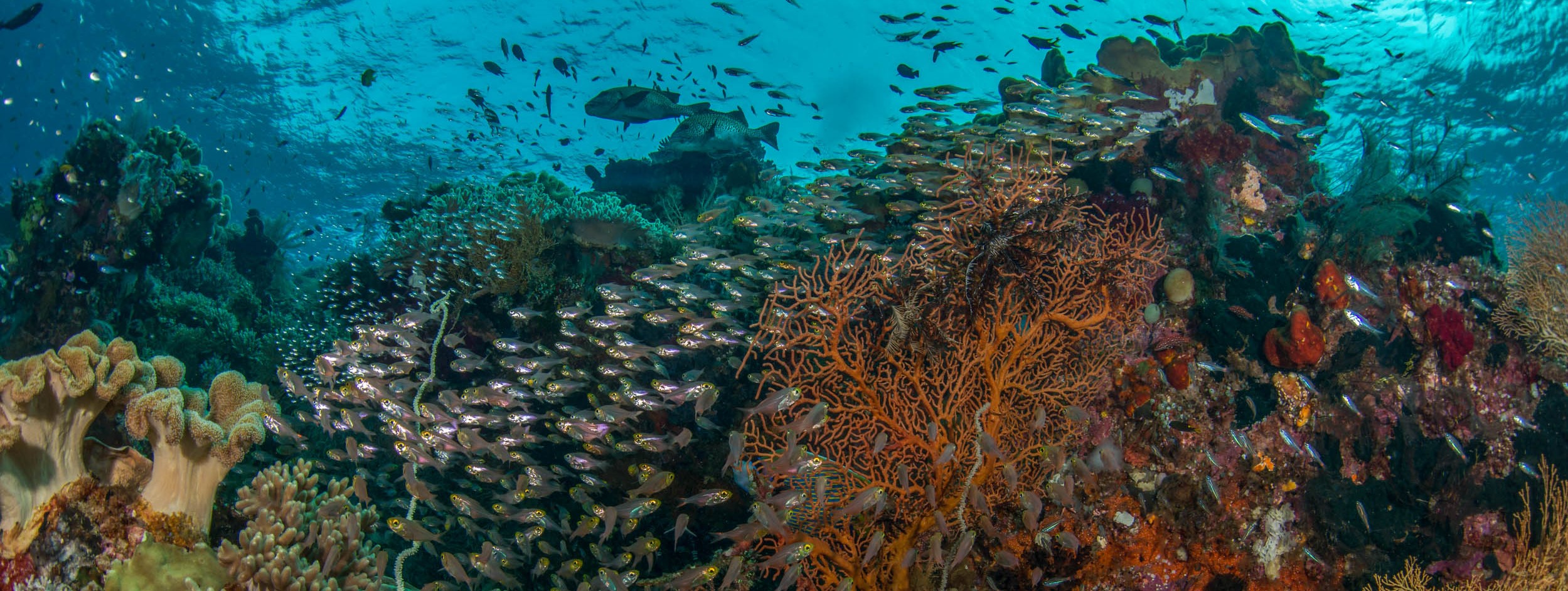 Temperature sets the bounds on marine species’ distributions