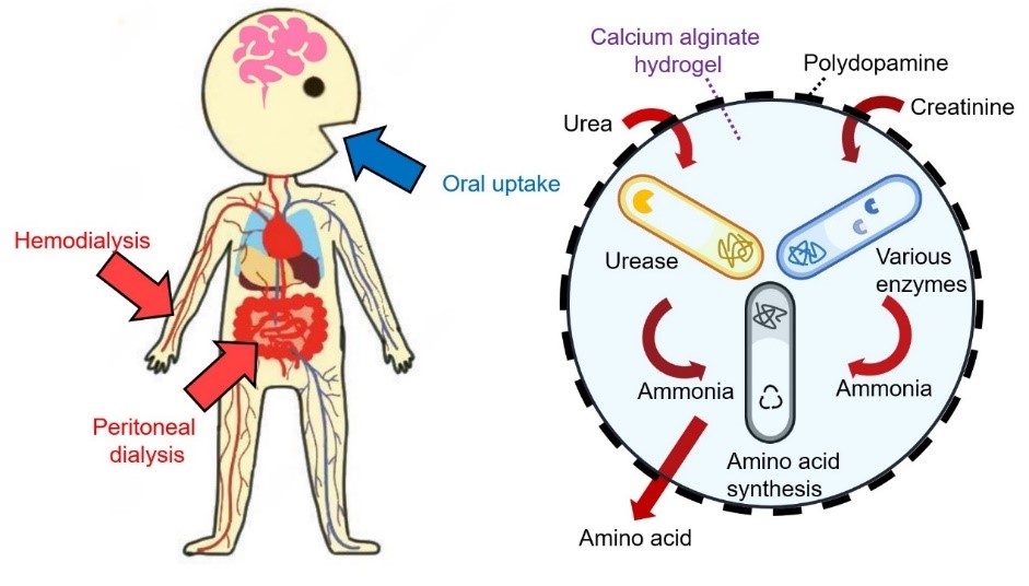 A microbial cocktail for eliminating nitrogenous wastes of kidney failure
