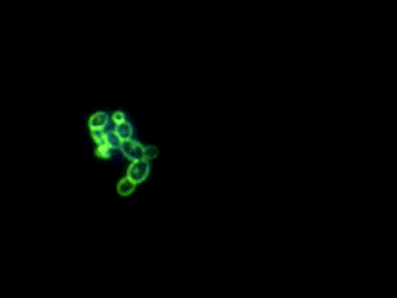 Figuring Out the Sticky Mess of a Fungal Biofilm by Going with the Flow