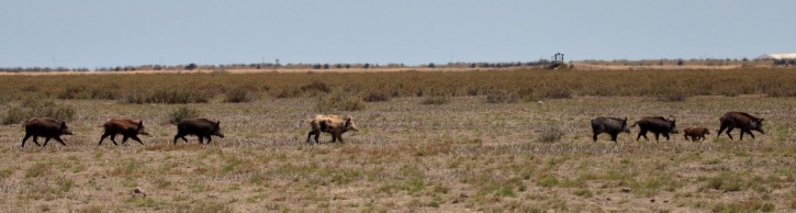 Call for Papers on Management of Alien Game Species