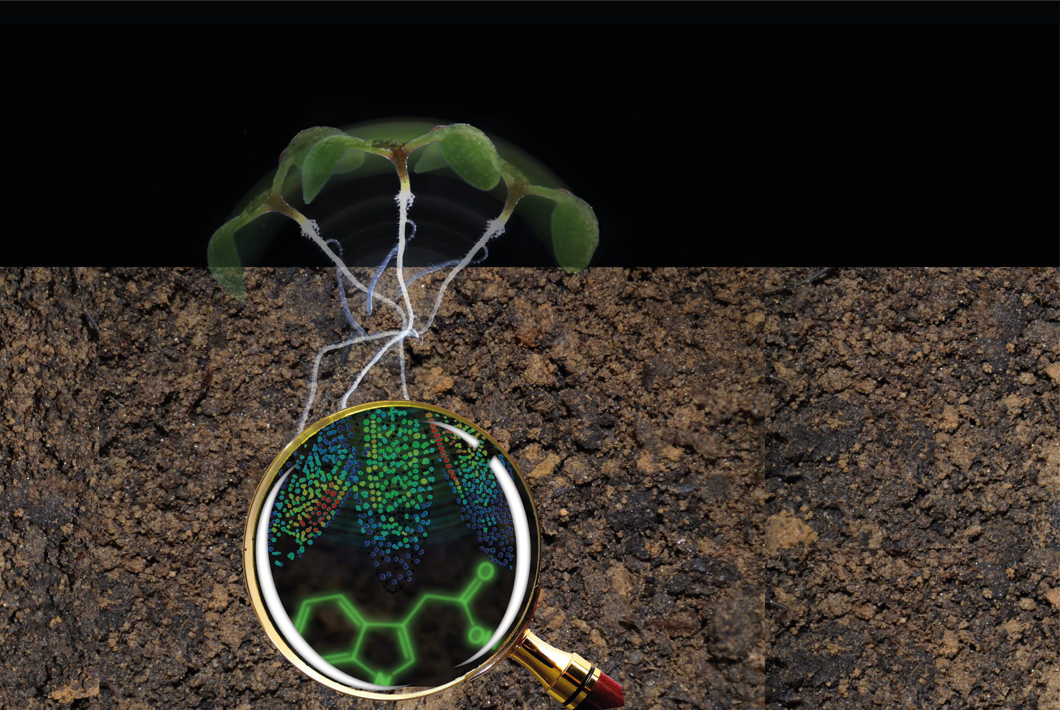 How cake on a Monday, flipped molecules and turned plants upside down