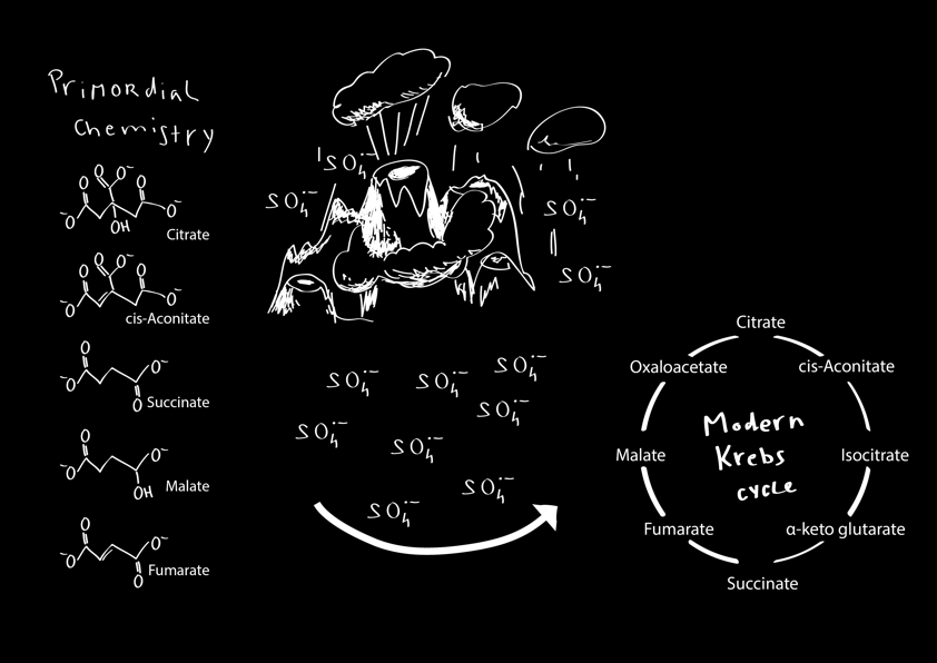 On the hunt for the non-enzymatic Krebs cycle