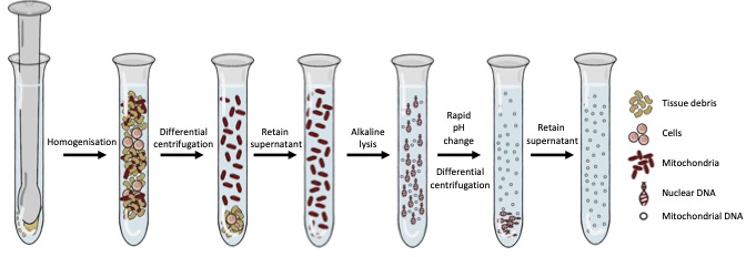 Mito-SiPE: Investigating low-frequency mitochondrial DNA mutations