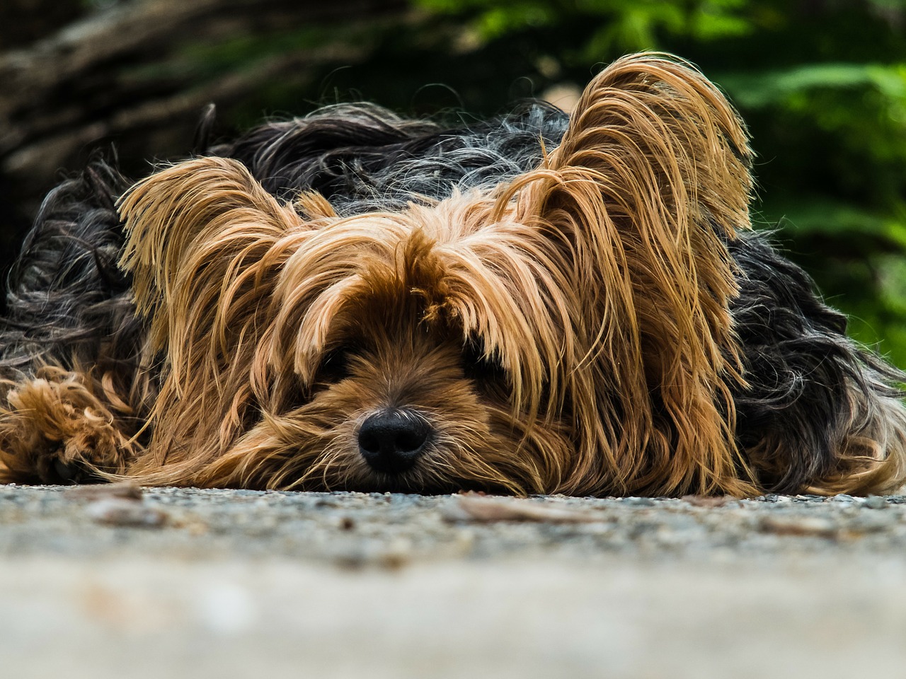 Dog days