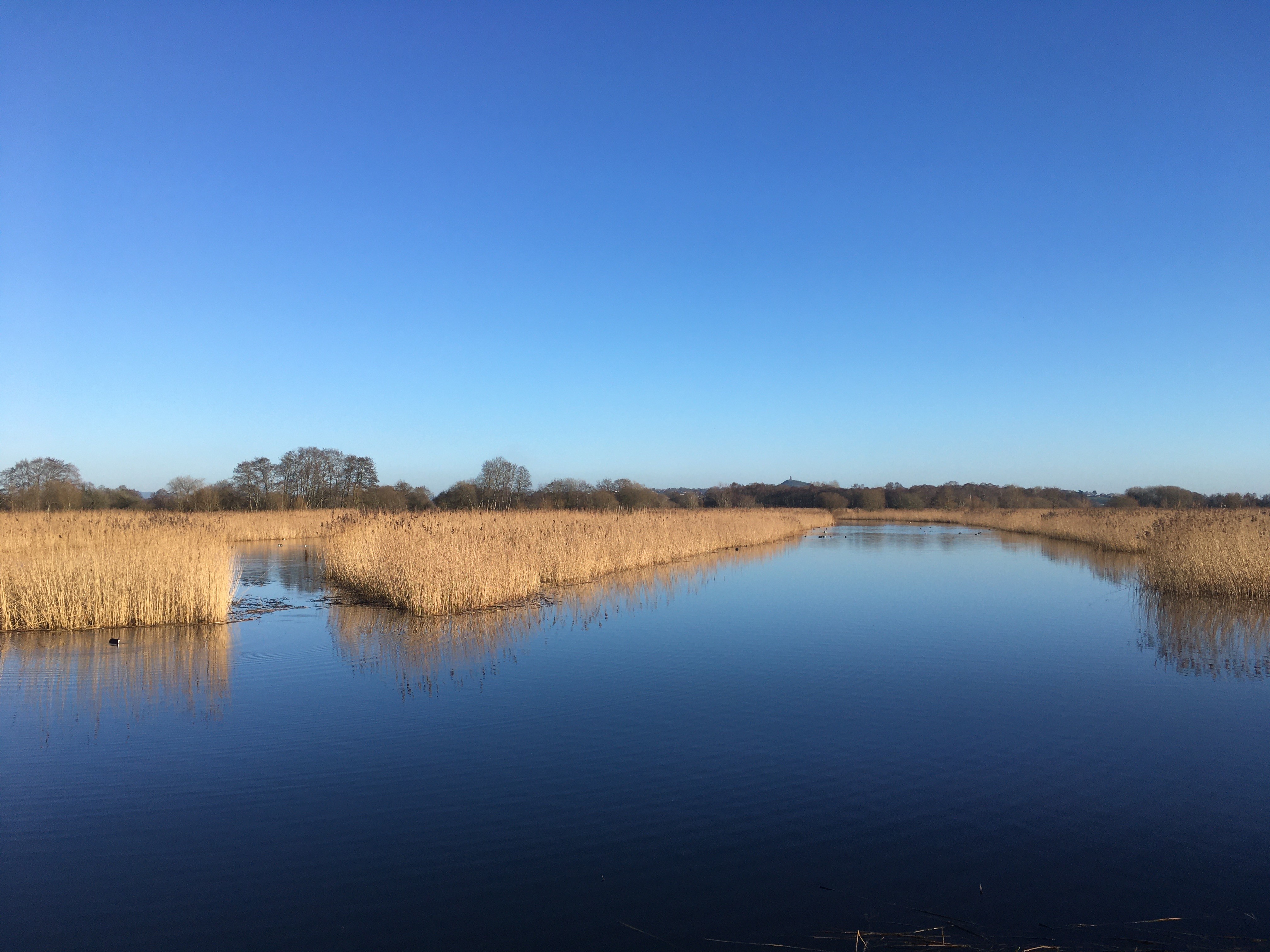 Happy to be joining WildHub