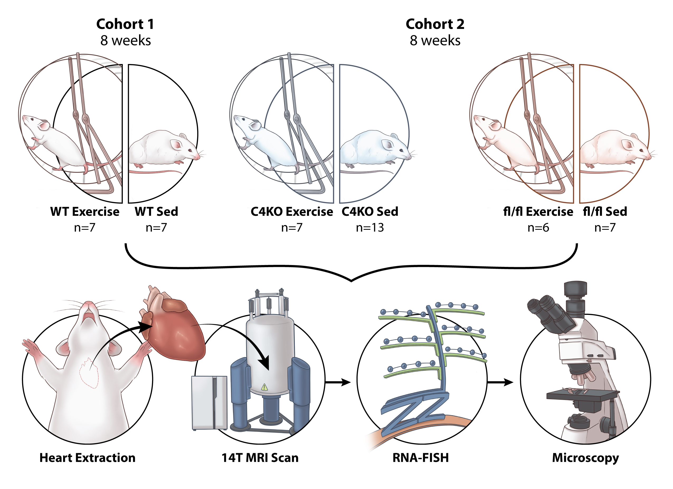 Bridging the gap between tissue level characterization and molecular mechanism: Magnetic resonance imaging and RNA-FISH reveal an association between cardiac microstructural changes and CITED4 expression following exercise 