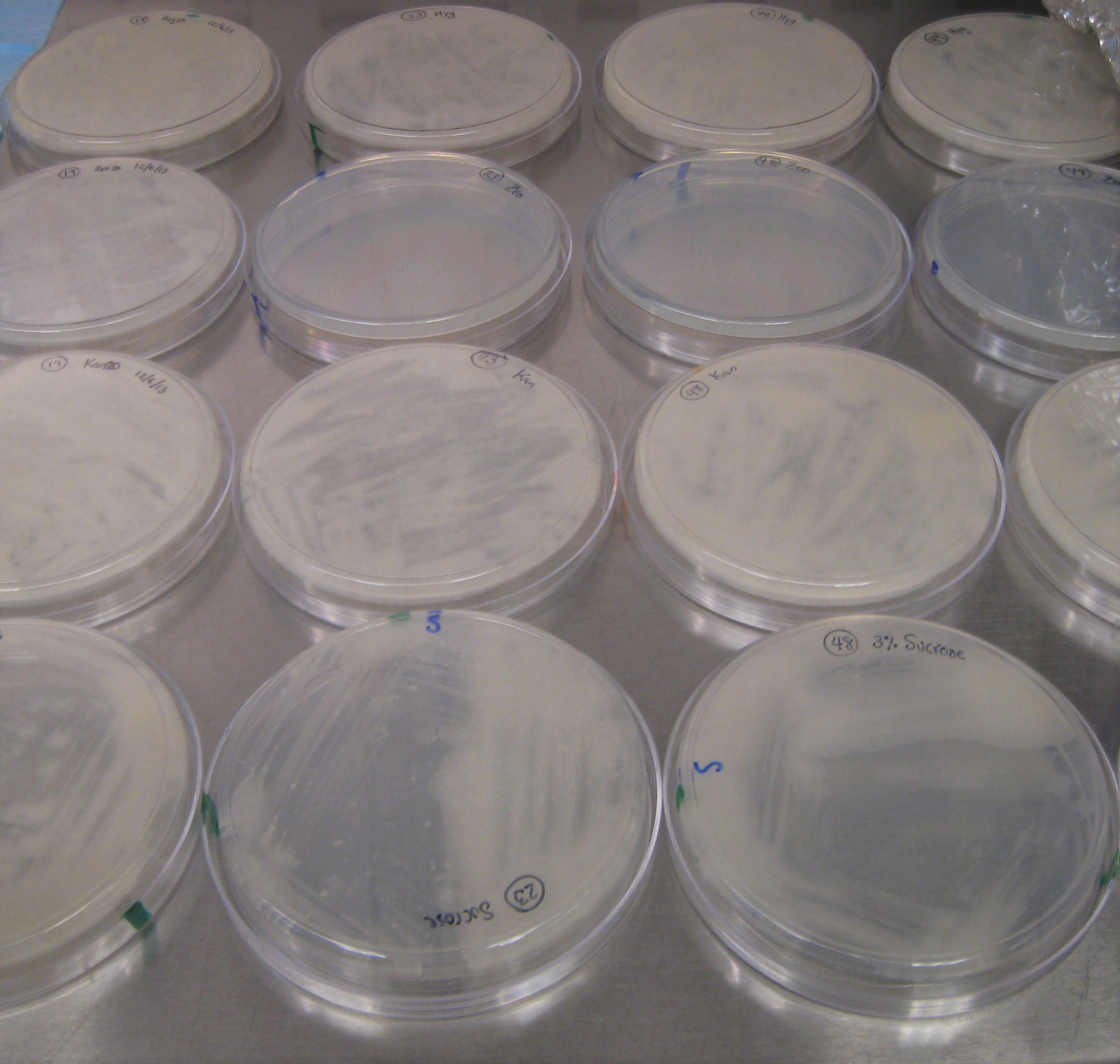 World Tuberculosis Day 2016: Life in BL-3