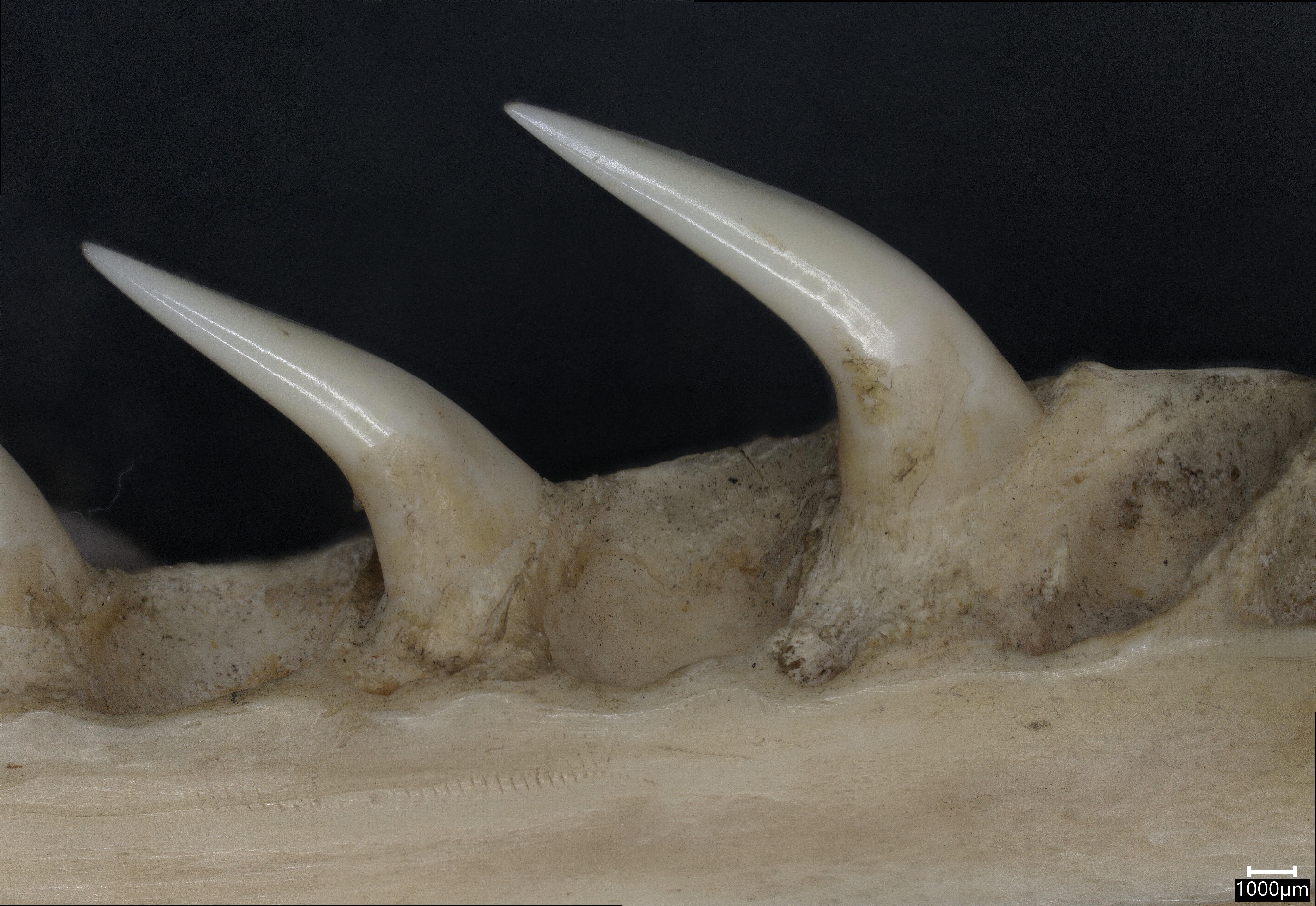 The secrets inside snake teeth