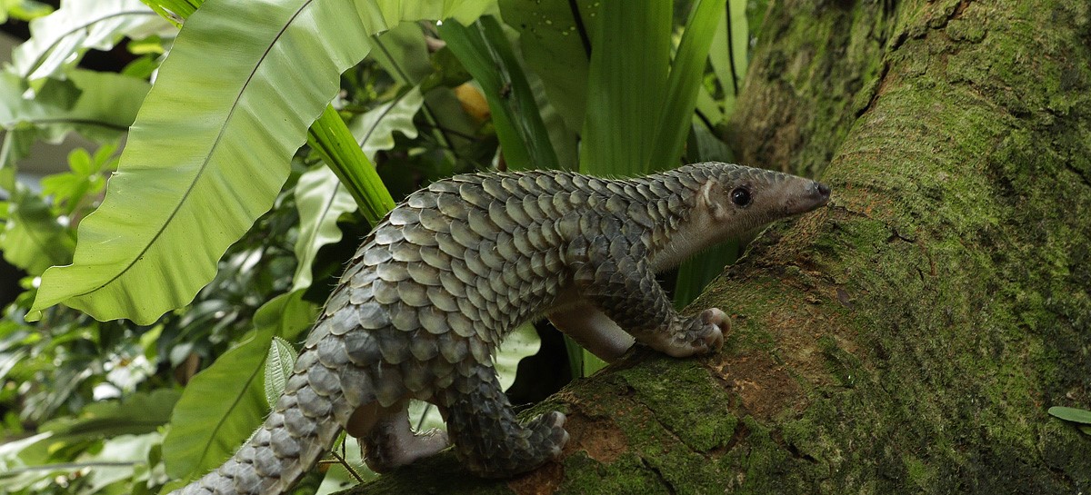 Capacity Development Lead, IUCN SSC Asian Species Action Partnership