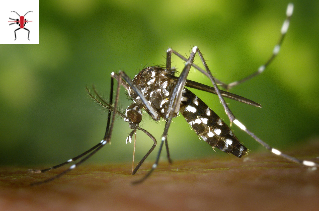 Checking out Chikungunya’s Potential Impact on the Gut