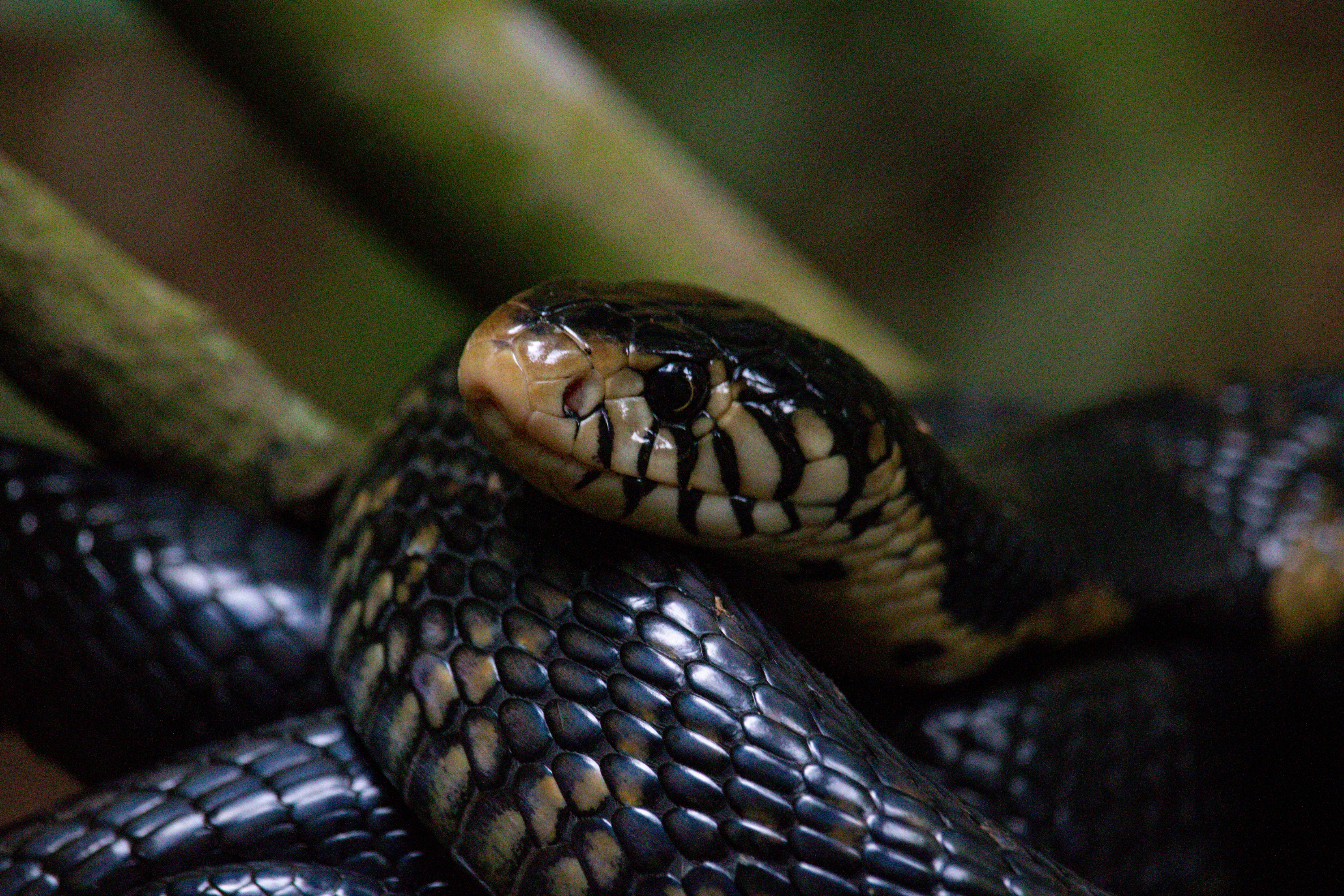 Introduction: Operations manager, Snakes Uganda