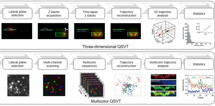Single-virus tracking with quantum dots in live cells