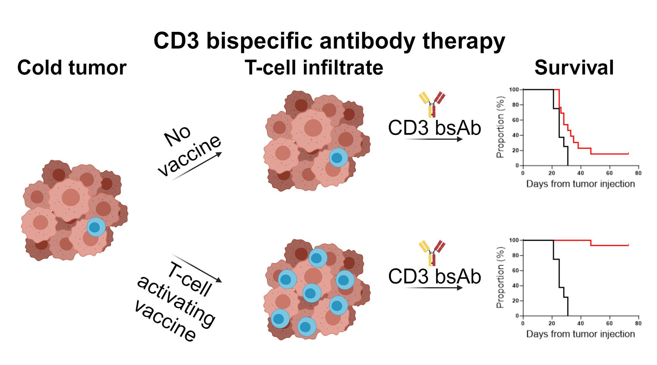 T-cell stimulating vaccines empower CD3 bispecific antibody therapy in solid tumors