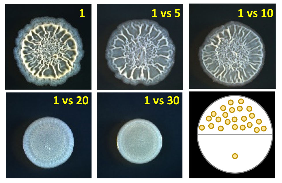 The smell of War: Weaponizing Volatiles to Inhibit Competitor Biofilms from a Far