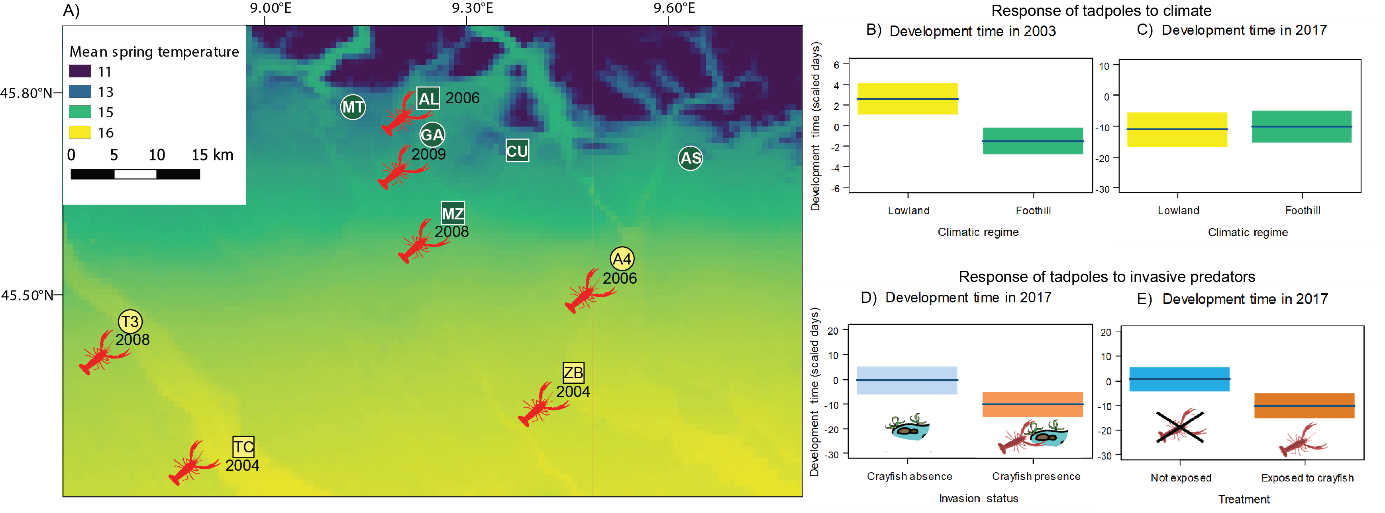 Rapid adaptation to invasive predators overwhelms natural gradients of intraspecific variation