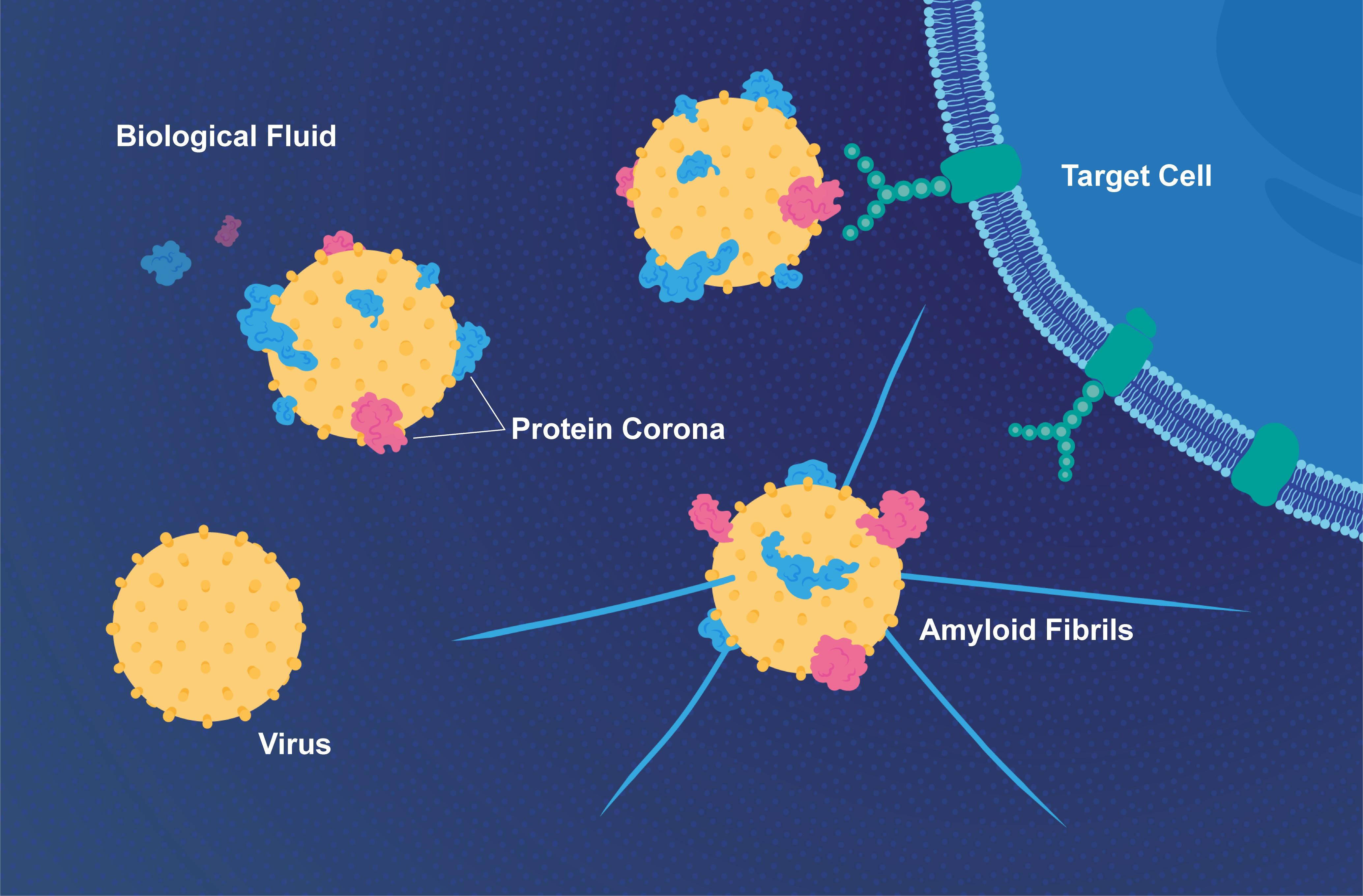 Viral Protein Coat Linked to Infectivity & Alzheimer's Disease