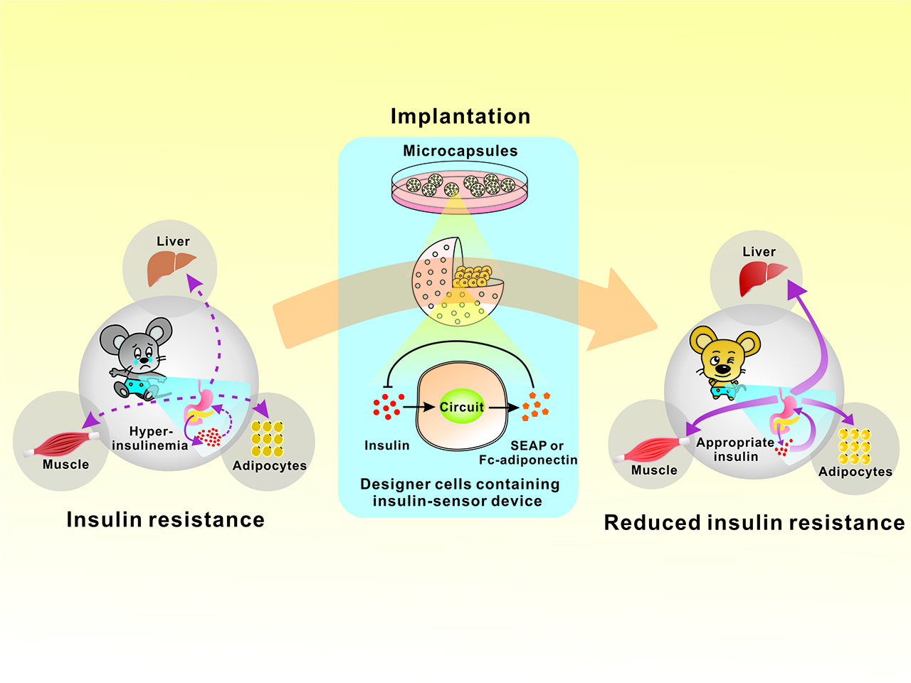 A smart insulin-sensor device for correcting insulin resistance