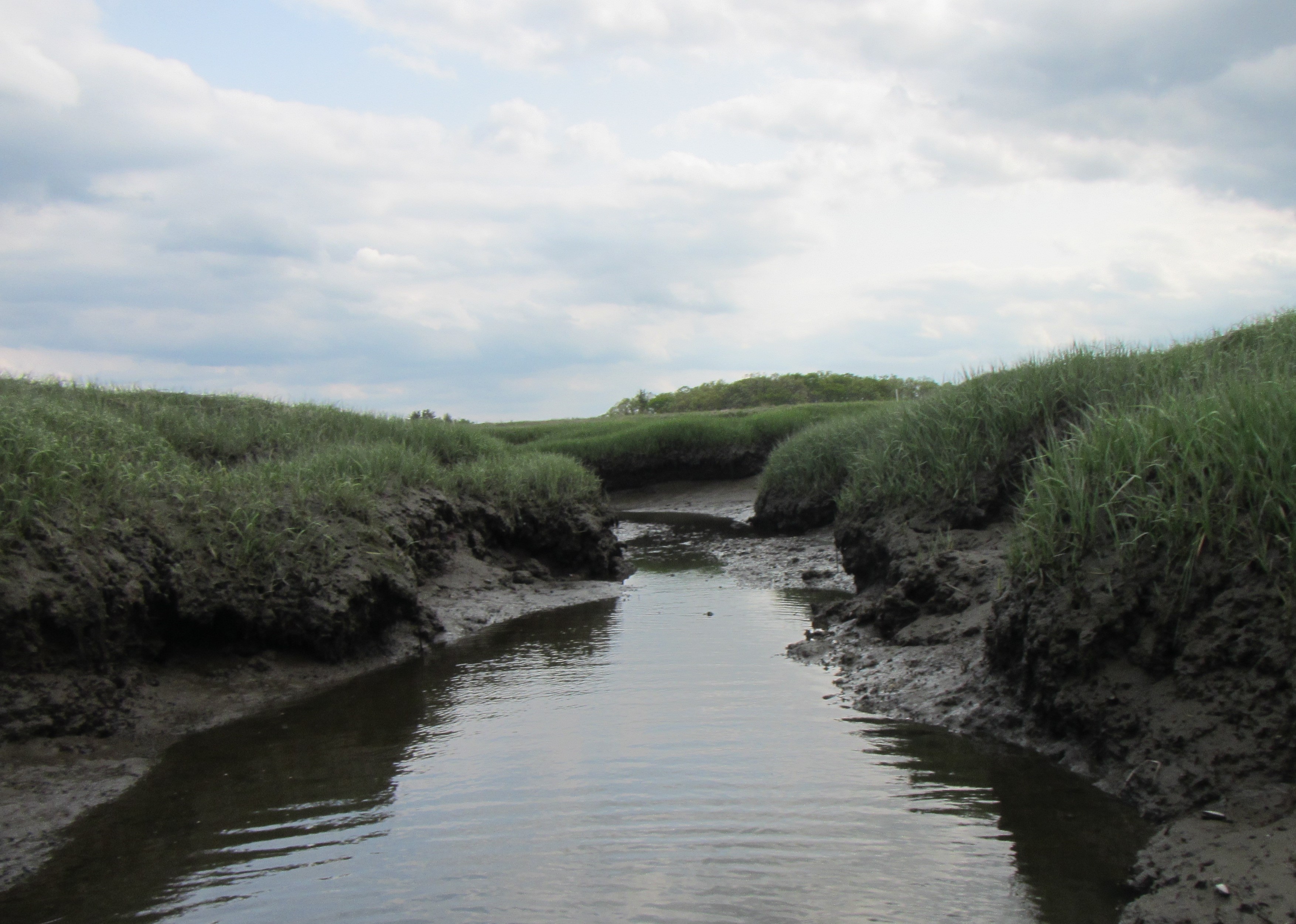 Global change affects soil carbon storage in Blue Carbon ecosystems