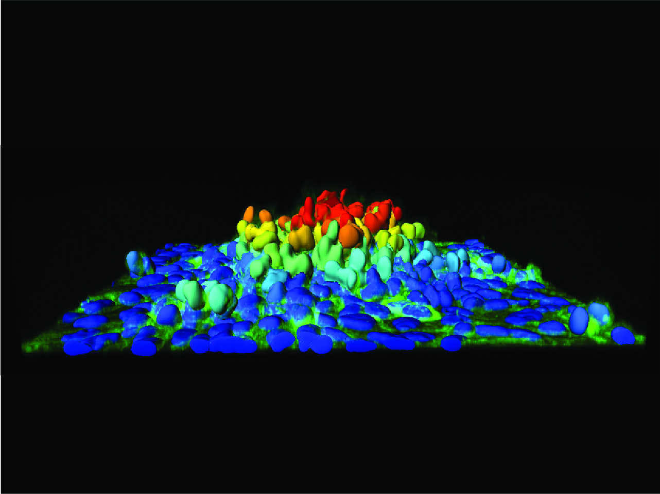 Using light to trigger the collective extrusion of transformed cells