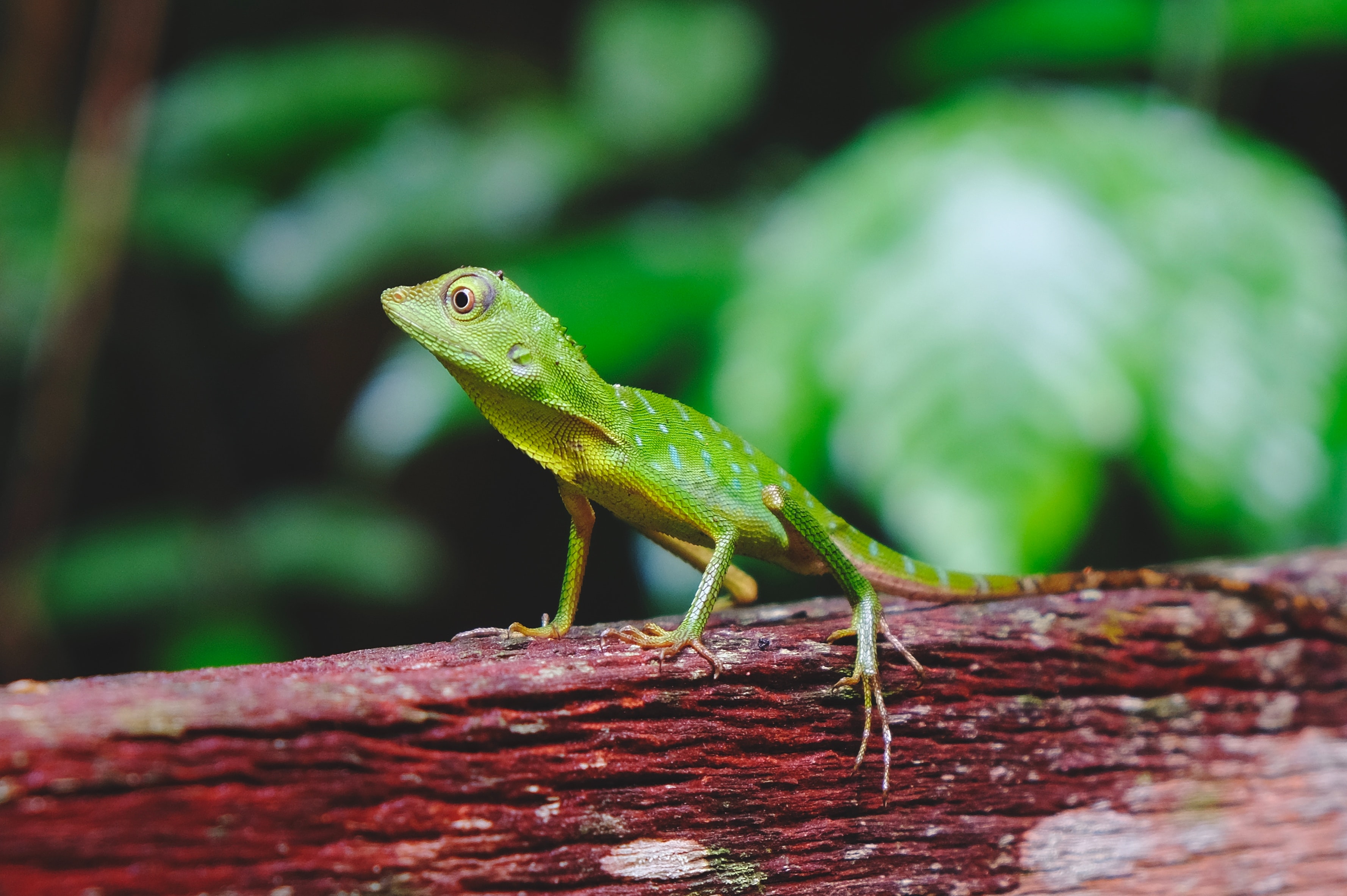 Project Management for Wildlife Conservation