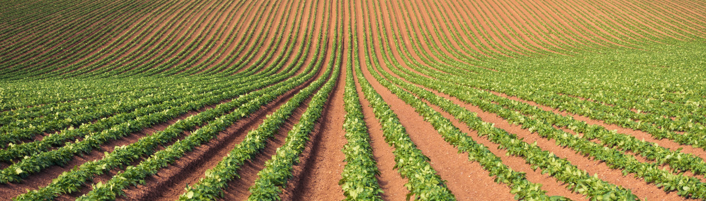 Call for papers: Nanotechnology in agriculture