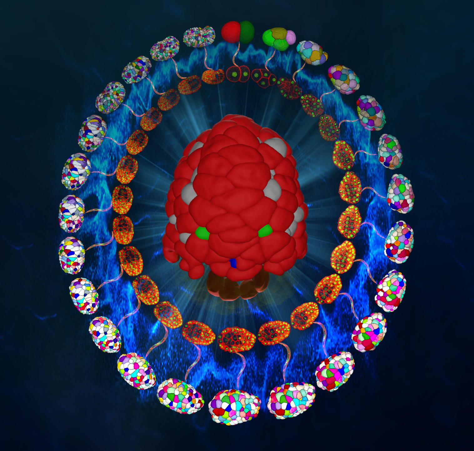 The morphological roadmap of development: How do cellular shapes change over embryogenesis?