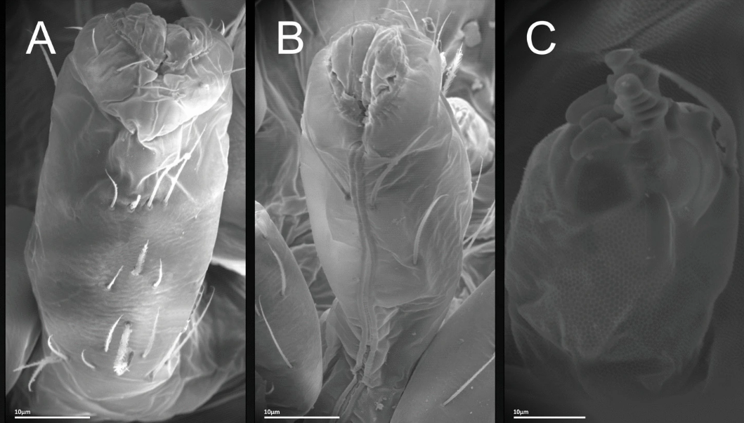 Rediscovering a cave species lost from view for three decades