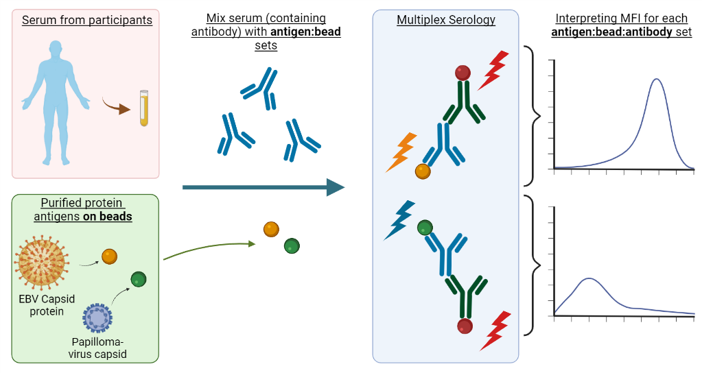 Multiplex Serology: the first step towards looking at 20 infectious agents in half a million people