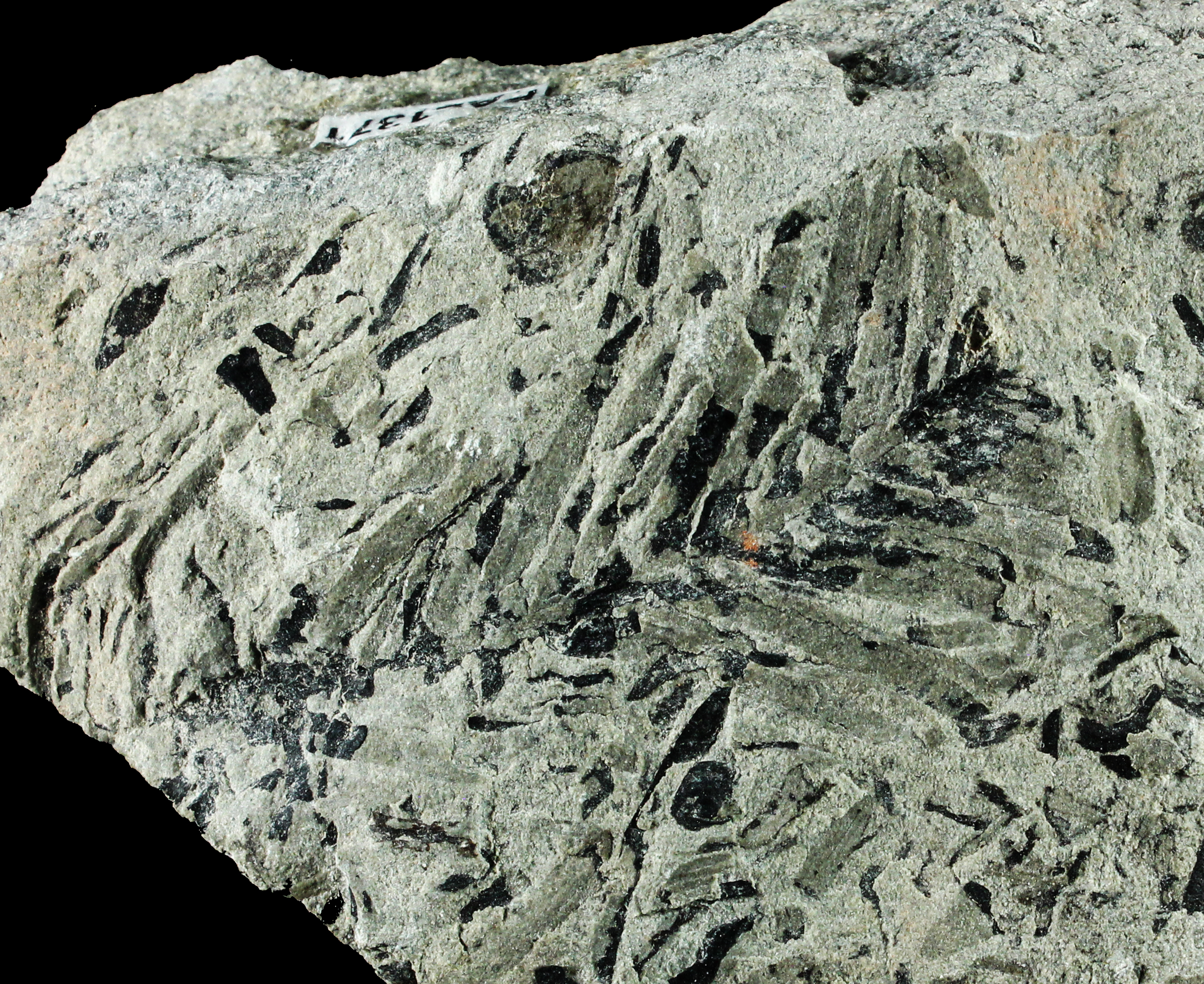 No mass extinction for land plants at the Permian–Triassic transition