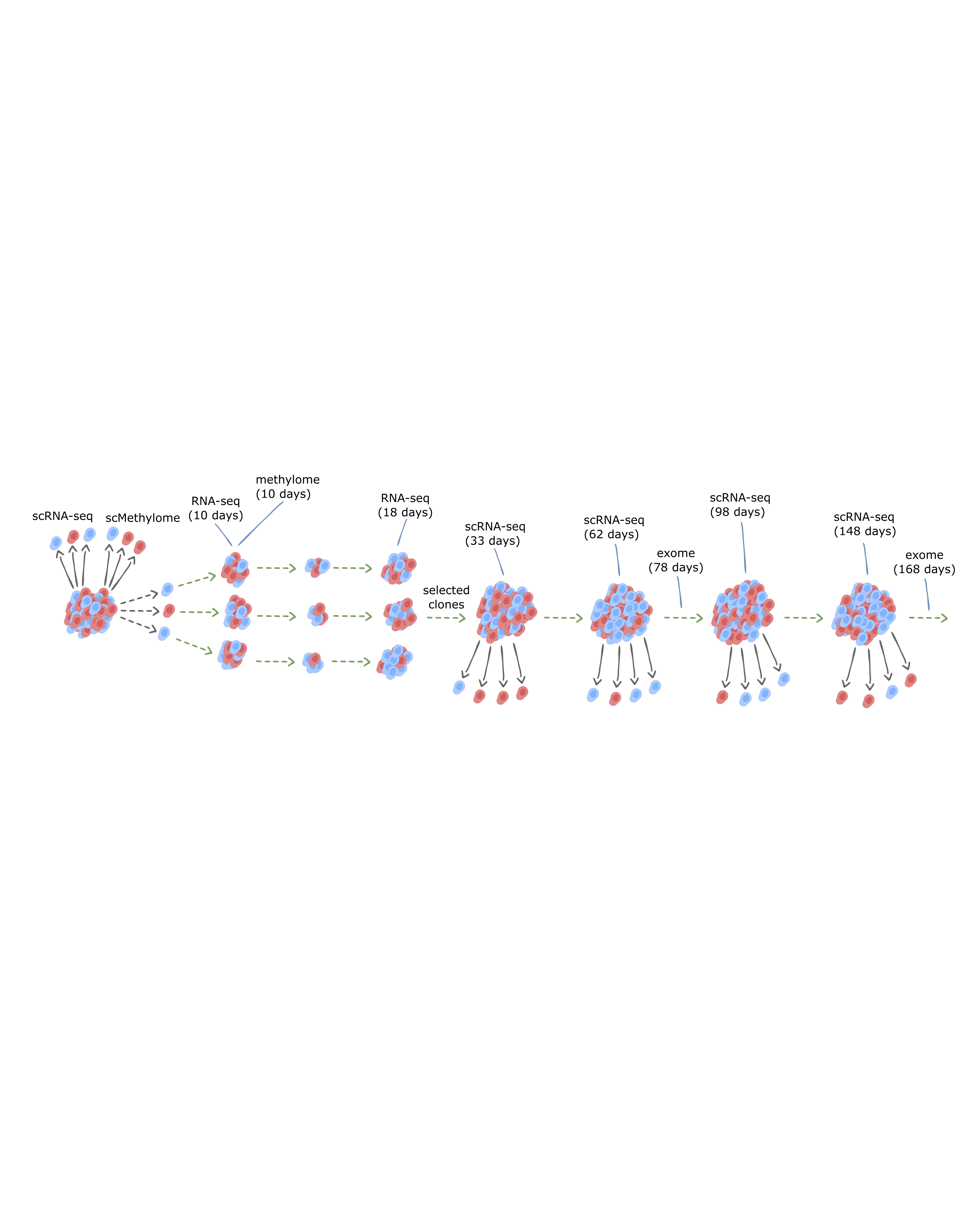Single-cell analysis of clonal maintenance of transcriptional and epigenetic states in cancer cells