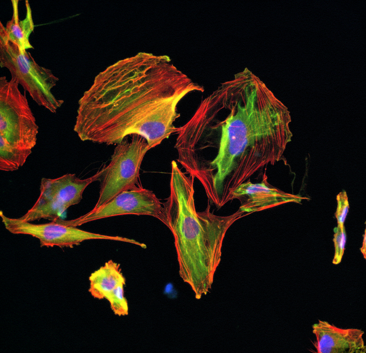 Leveraging 3D printing technology to advance cancer mechanobiology research in simulated microgravity 