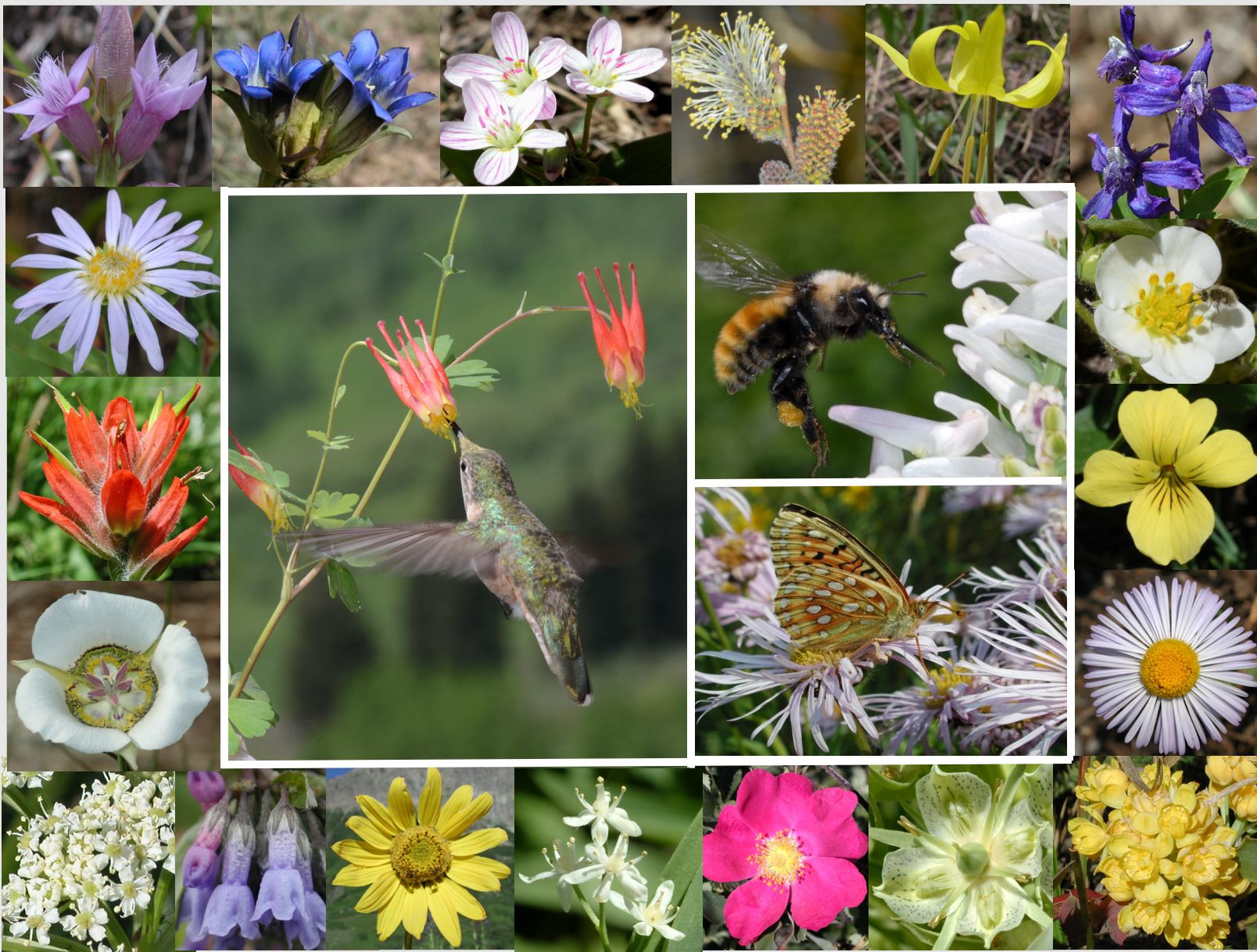 The limits of phenology