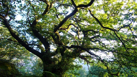 Editors' Highlights in Earth science, ecology and agriculture