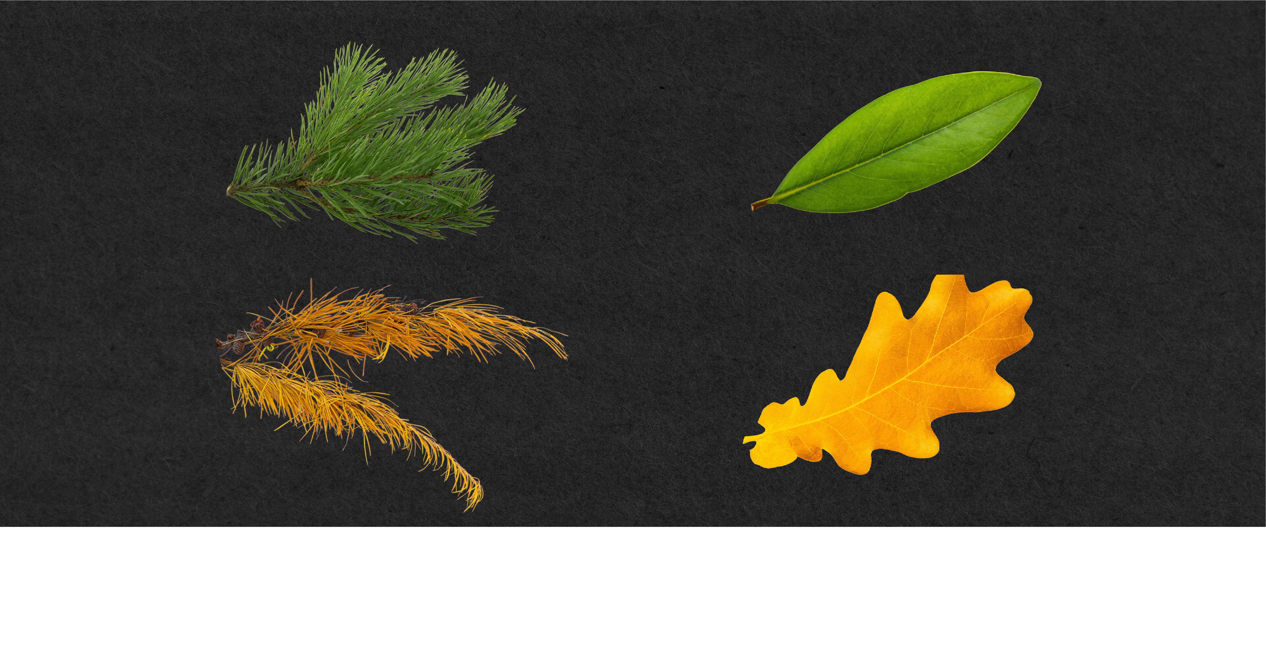 Exploring tree types across the globe: Needle-leaved conifers dominate in numbers, broadleaved angiosperms in biomass
