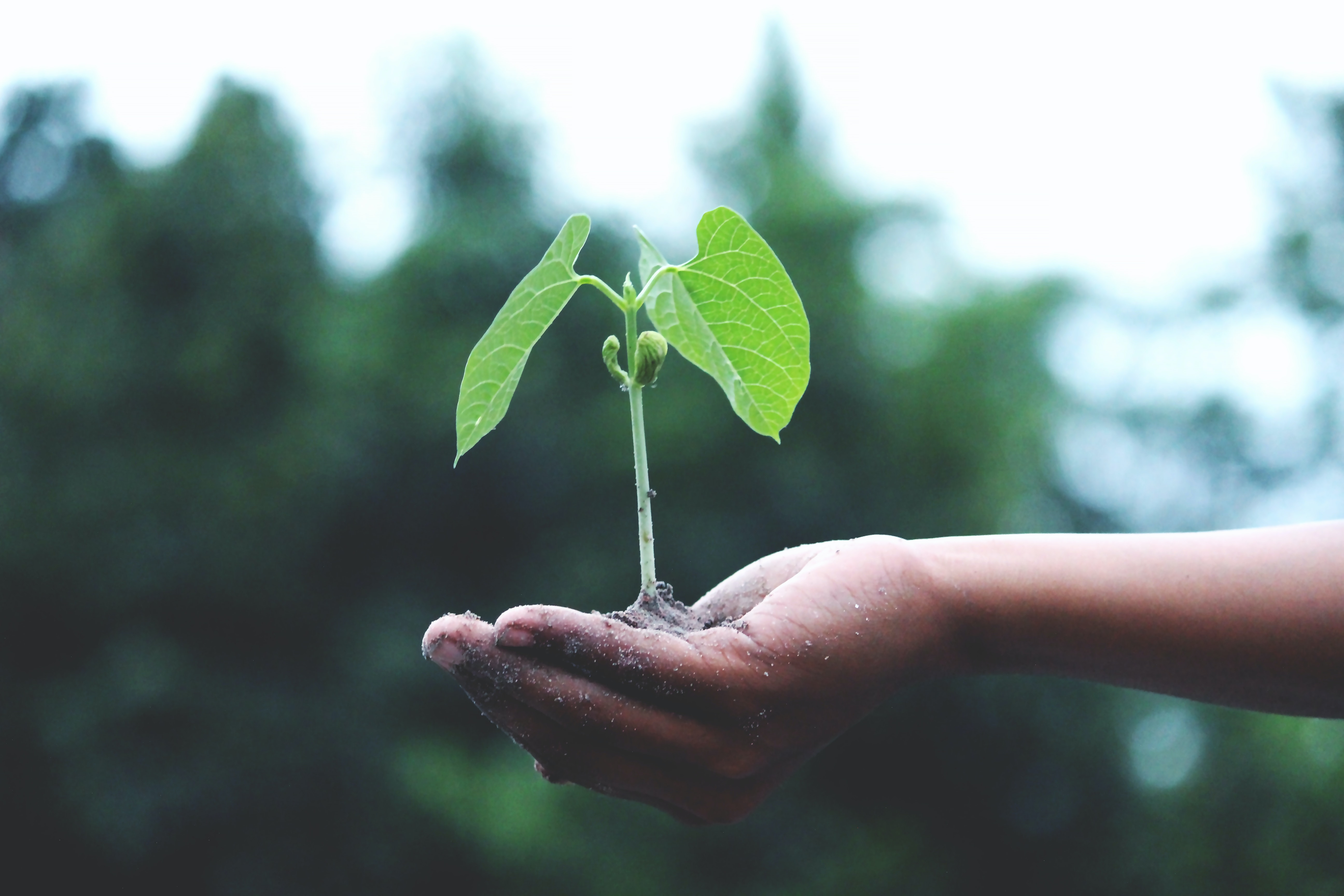 Project Outline: Can we turn a waste product struvite, into slow release fertilisers?
