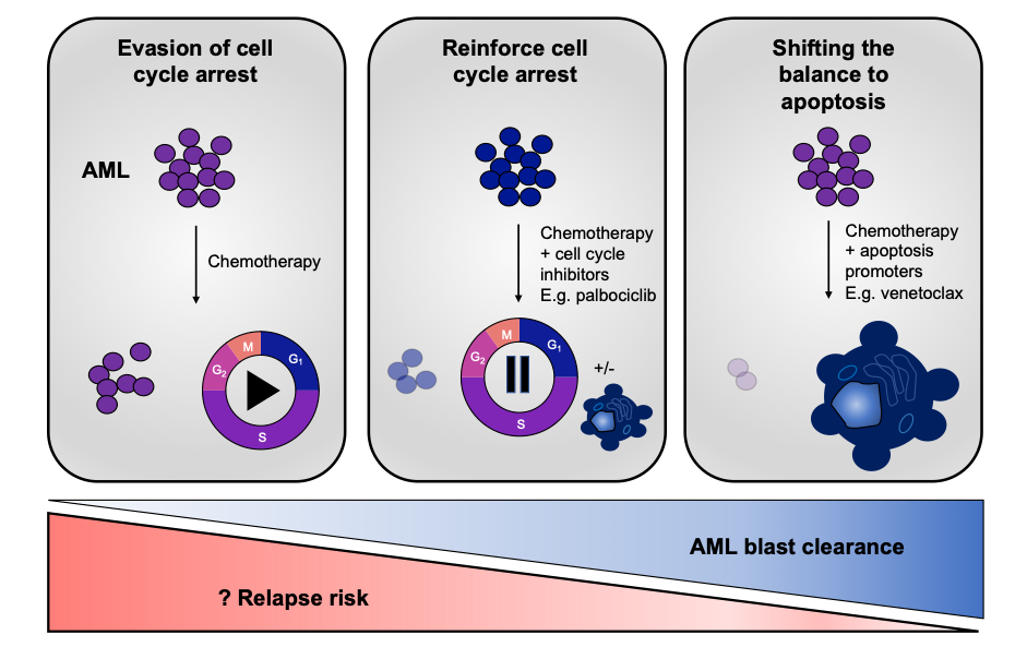Targeting cell cycle and apoptosis to overcome chemotherapy resistance in acute myeloid leukemia
