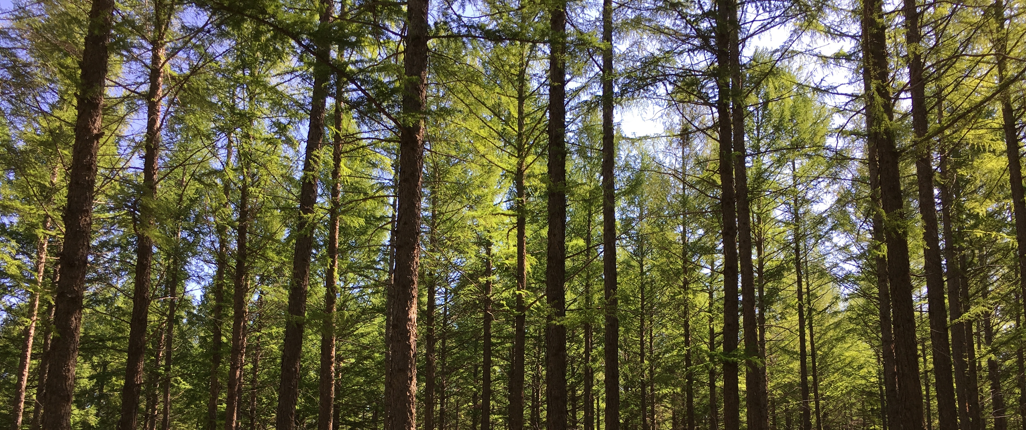 Tree Planting of the People, by the People, for the People
