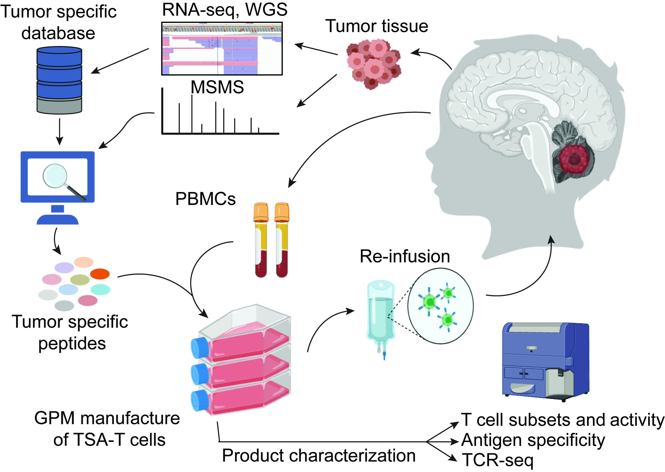Proteogenomic discovery of neoantigens for personalized T cell immunotherapy in medulloblastoma