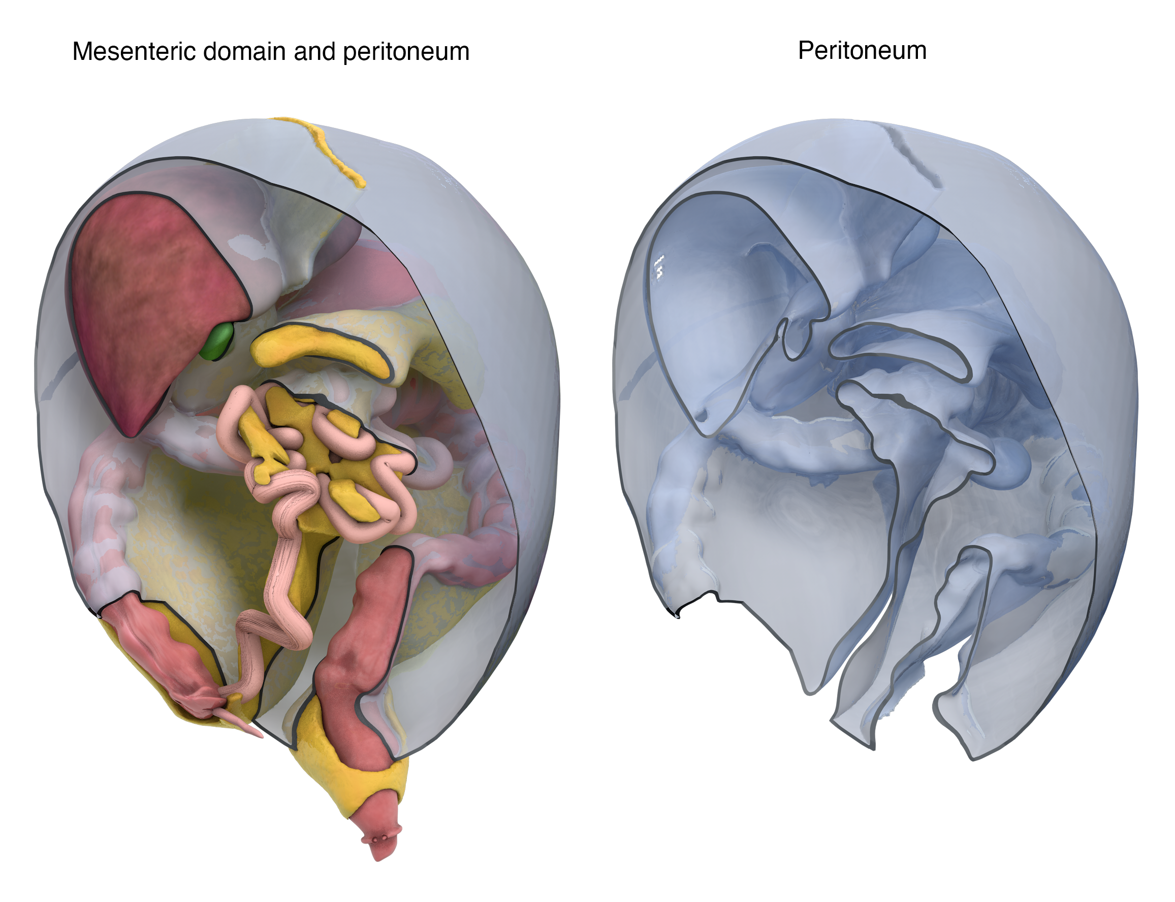 The mesentery (and peritoneum) explained