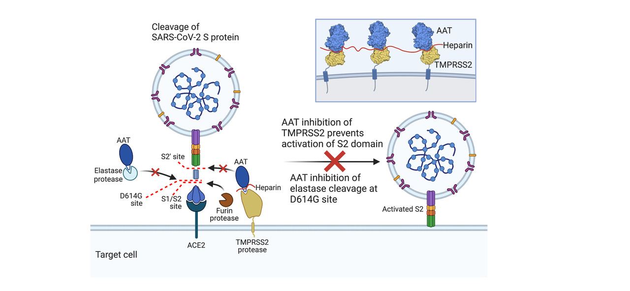 Enoxaparin augments alpha-1-antitrypsin inhibition of TMPRSS2, a promising drug combination against COVID-19